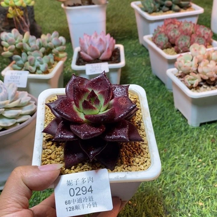 0294 不满68请拍冷链