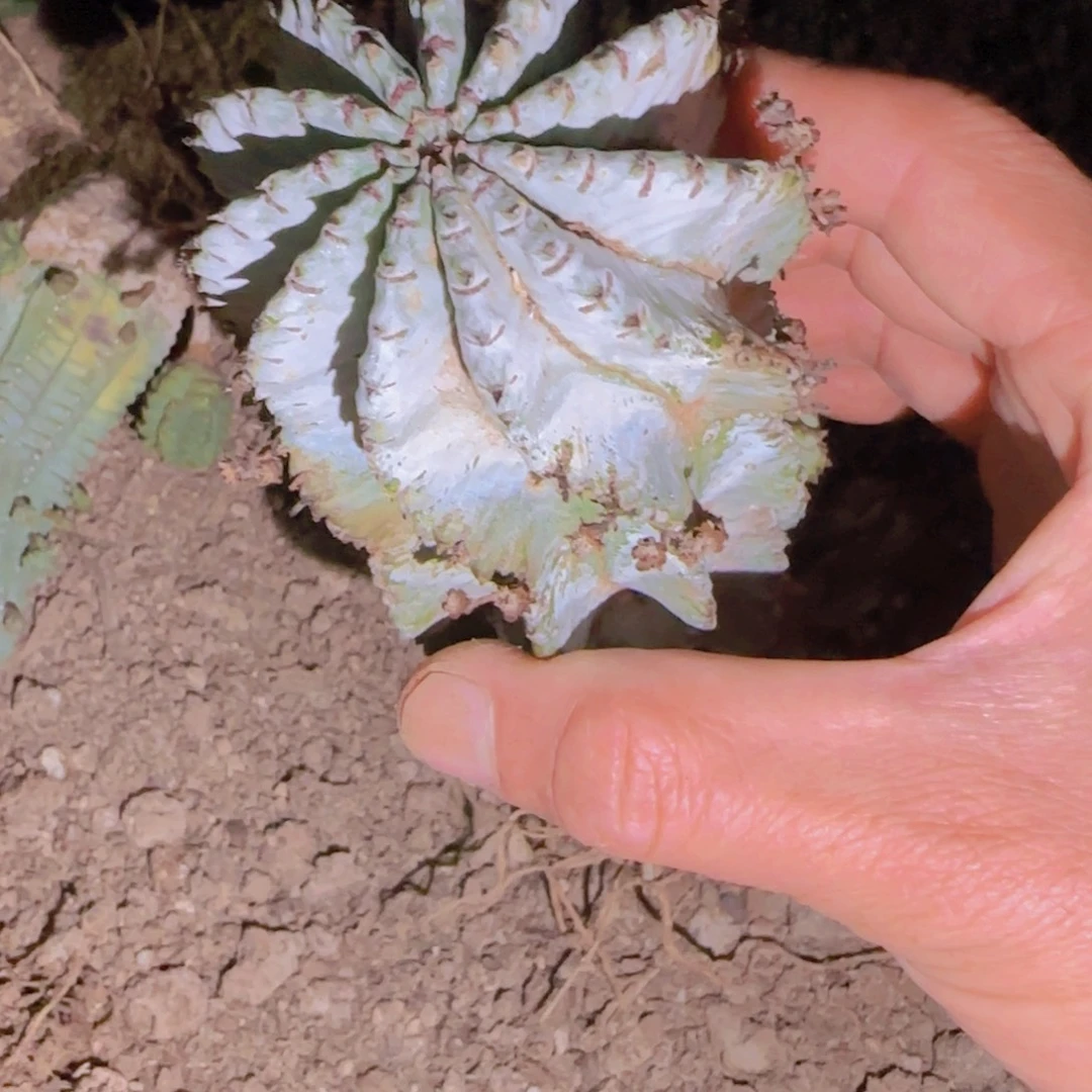 第***鸦块根植物块根植物