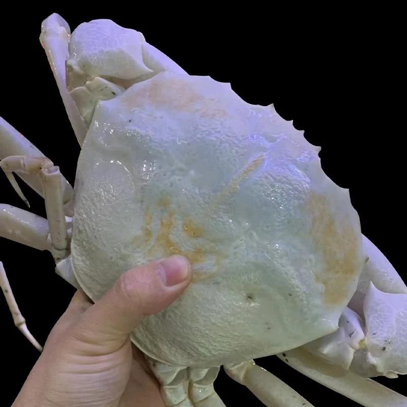 澳洲雪蟹新鲜非冷冻 江浙沪皖压冰发货 外省液氮锁鲜发部分有缺腿