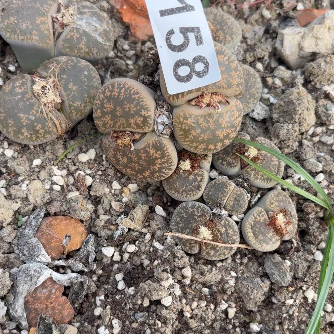 ****3生石花一物一拍158