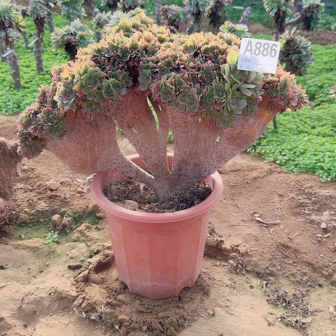 大***光886火玫瑰朵朵一颗88减58的10级灯牌