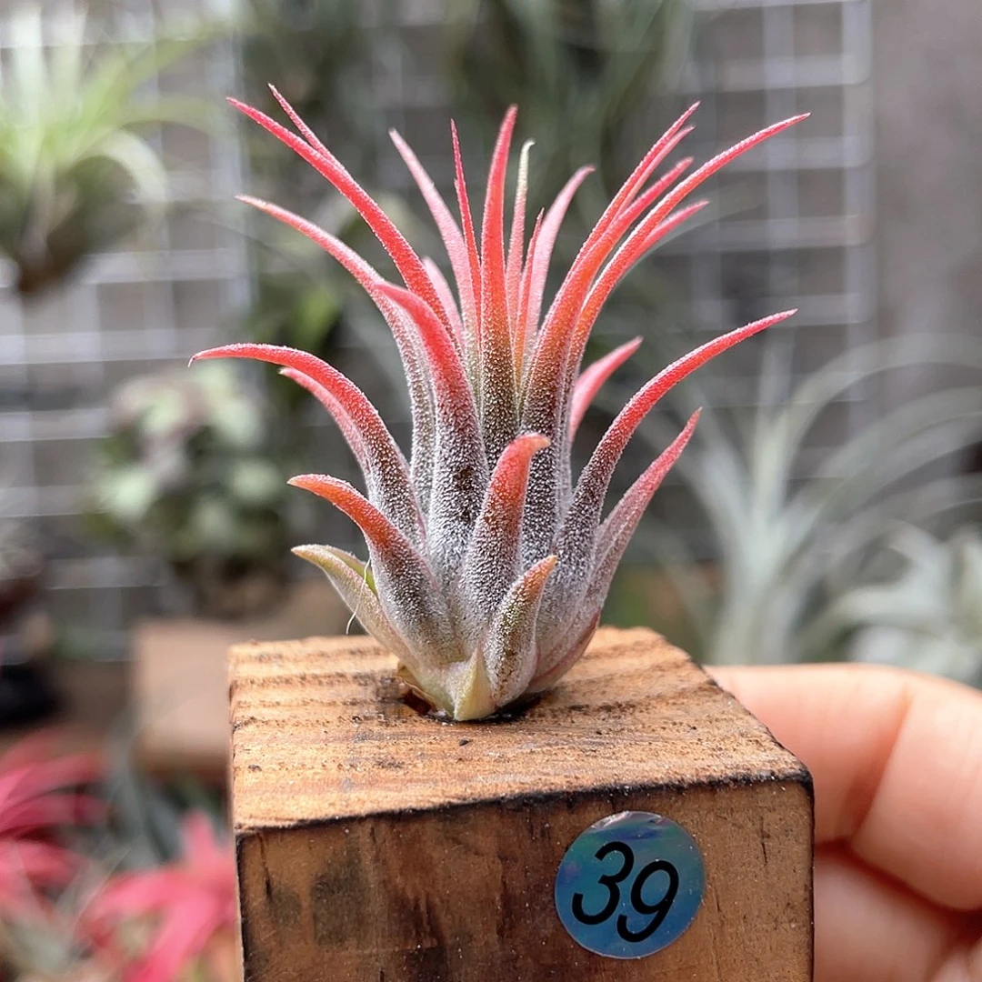 玫瑰精灵39号空气凤梨