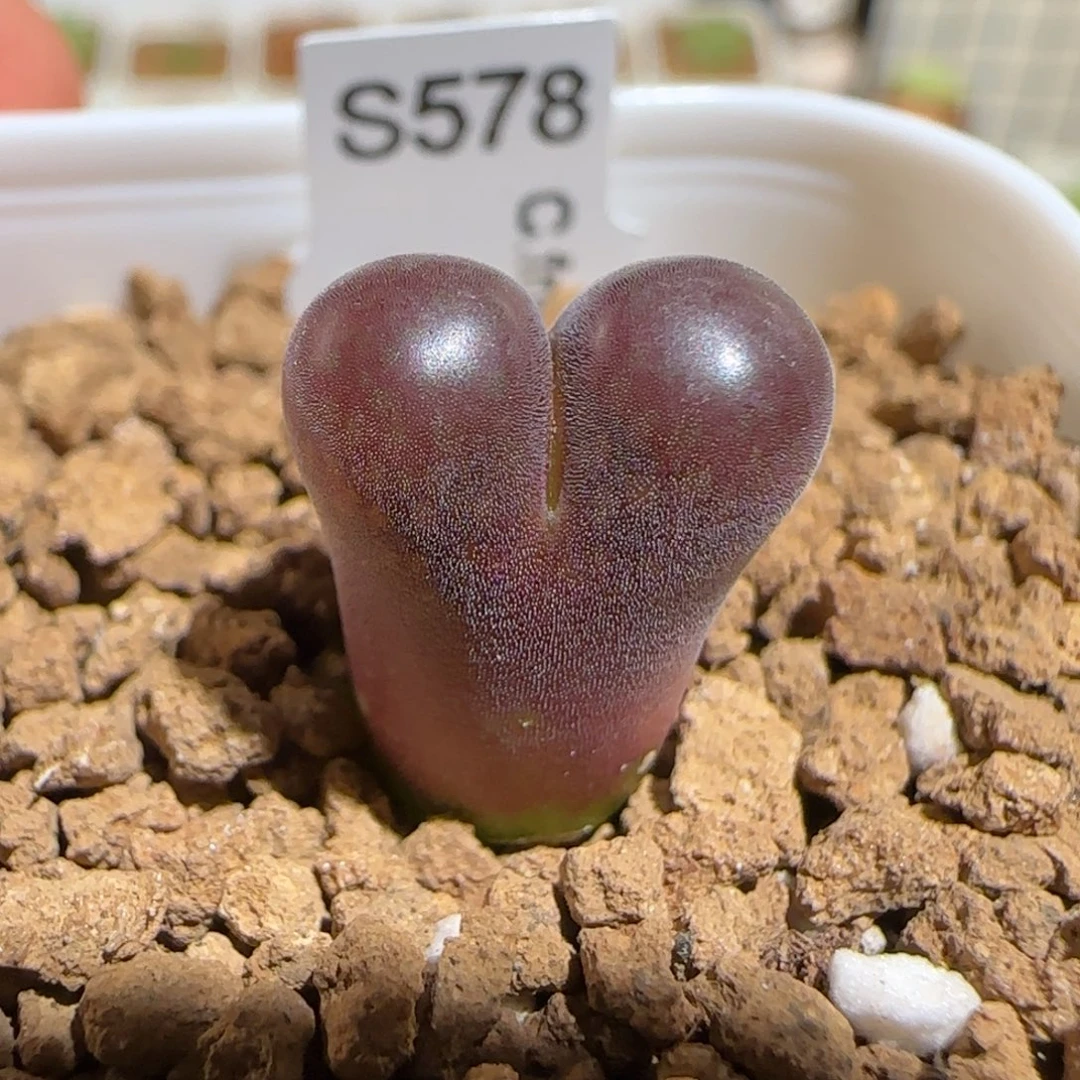 肉锥多肉植物组合-巨型萝莉有疤1008