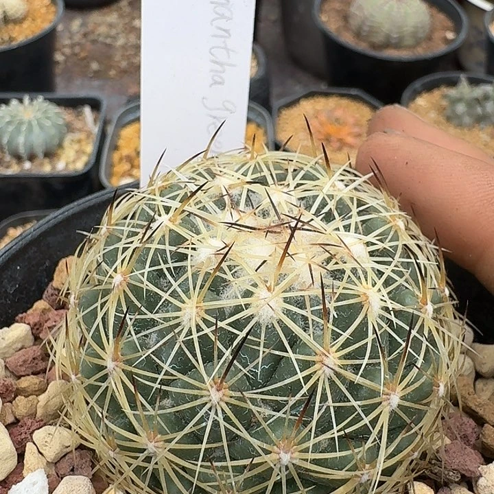 顶花属实生仙人球