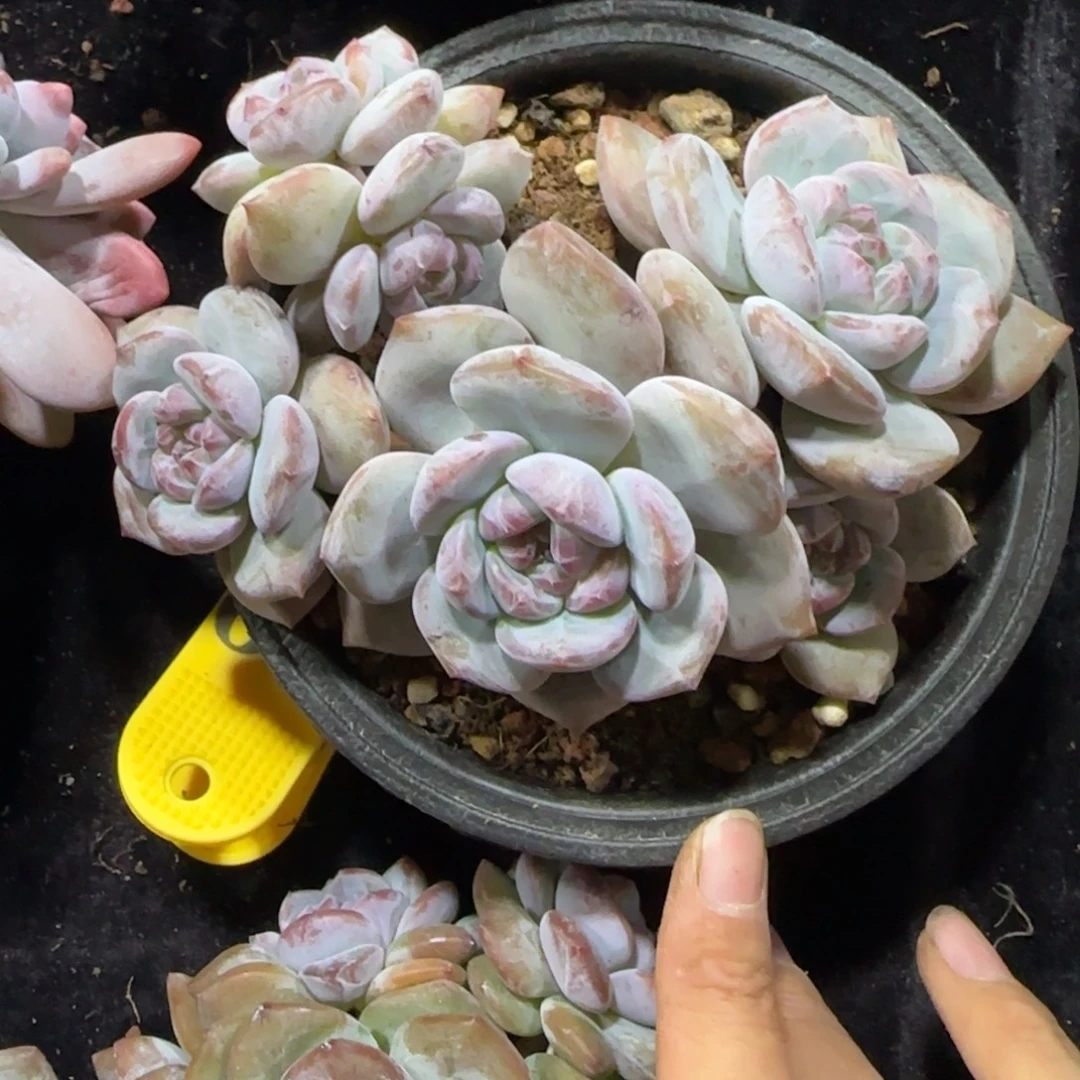 星影石榴籽6头有砍一物一拍