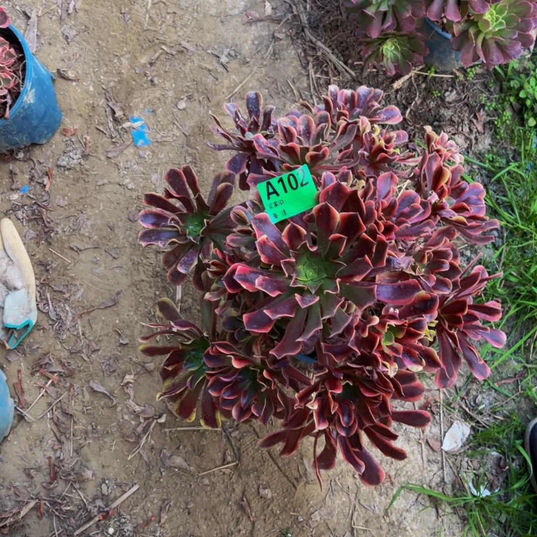 欧嘉莉法师朵朵3-7