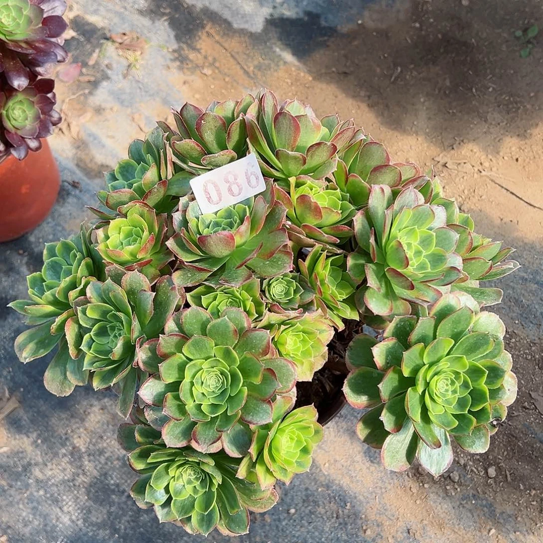 紫砂茶宠奶白老桩086