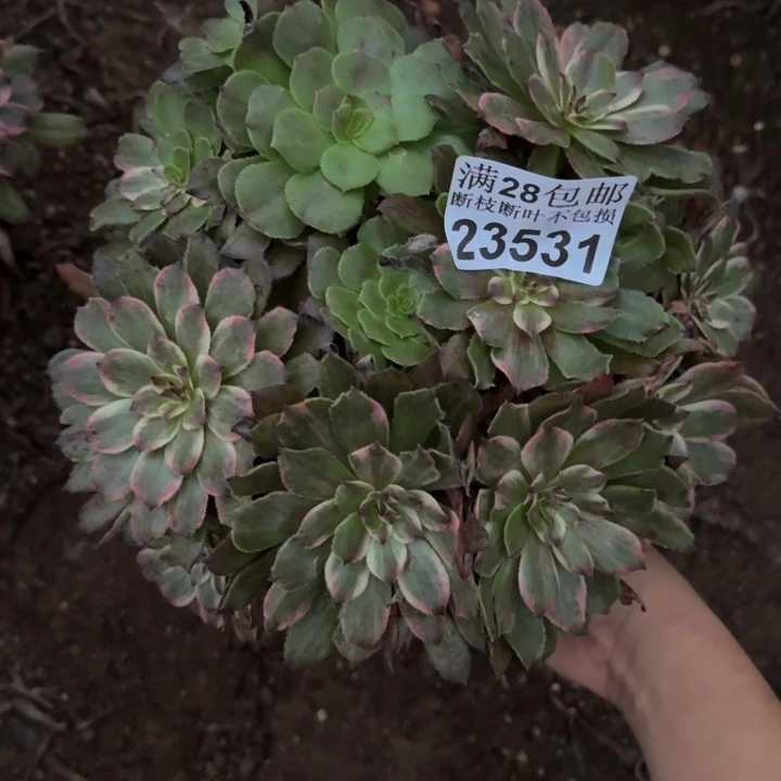23531紫霞多肉植物