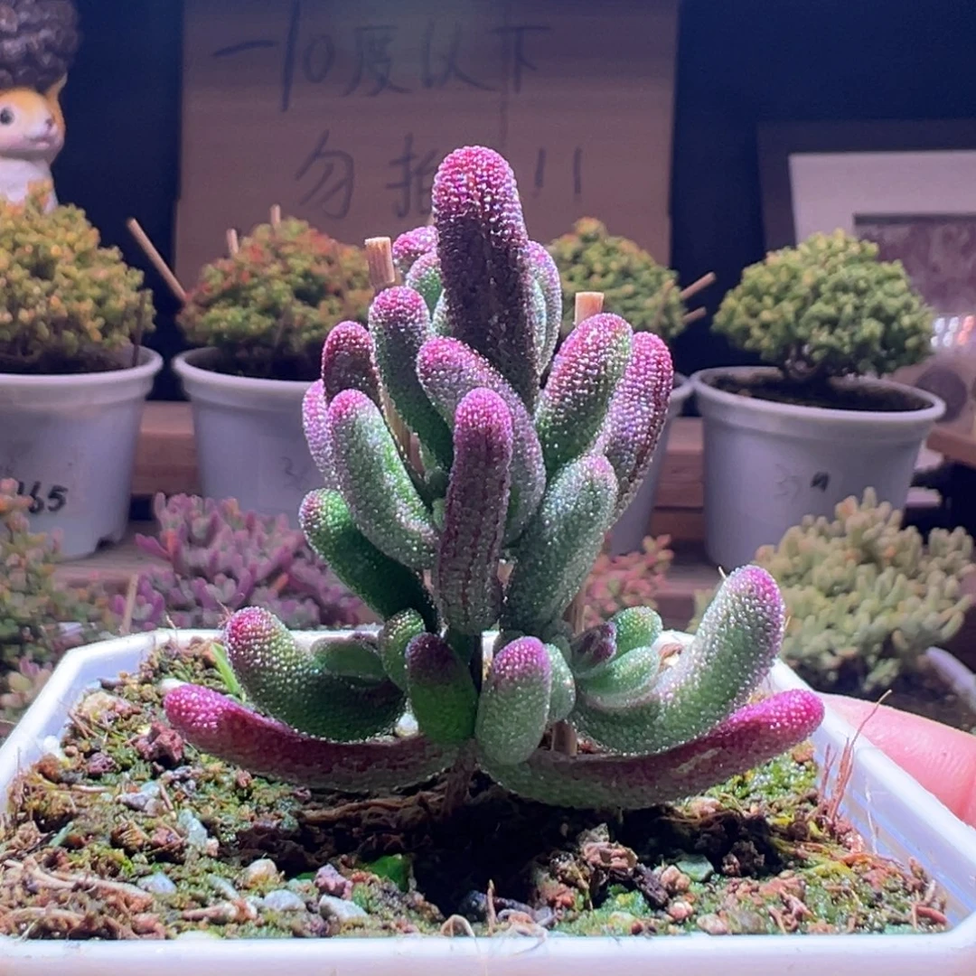 45紫闪光一物一拍包开箱