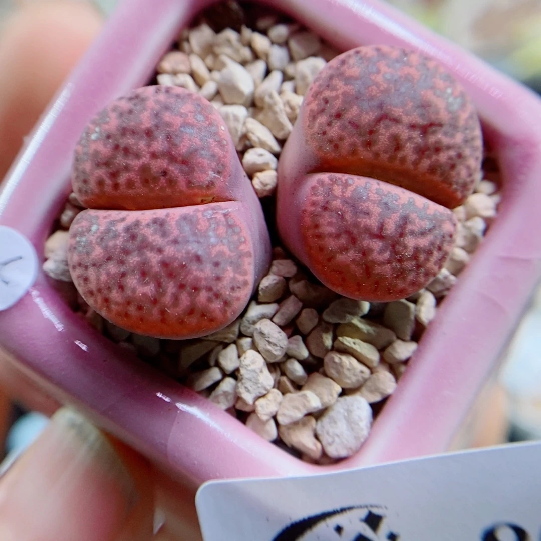 生石花花花花花花花802