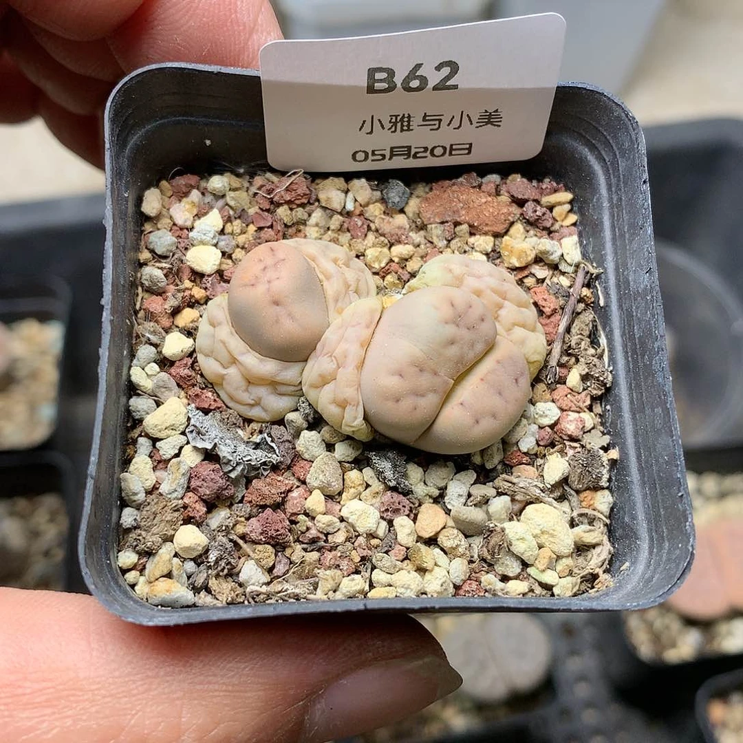 B62多肉植物保护研究所