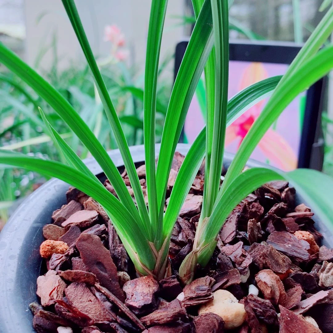 当前无花栽培后可以开花
