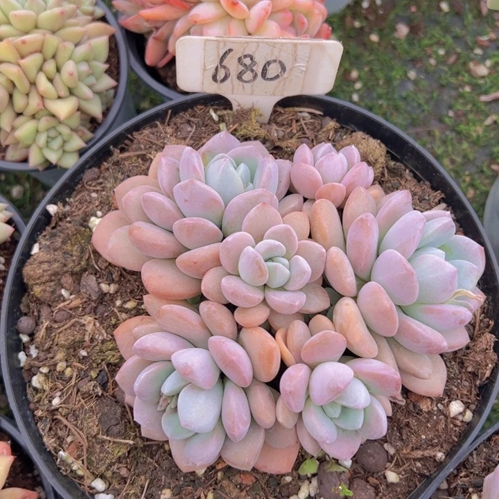 健健康康平平安安