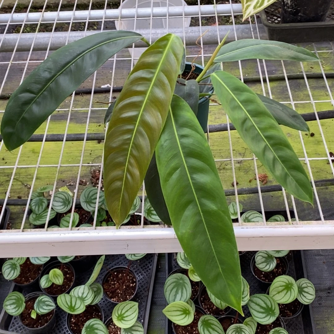 不开花植物pp曼绿绒