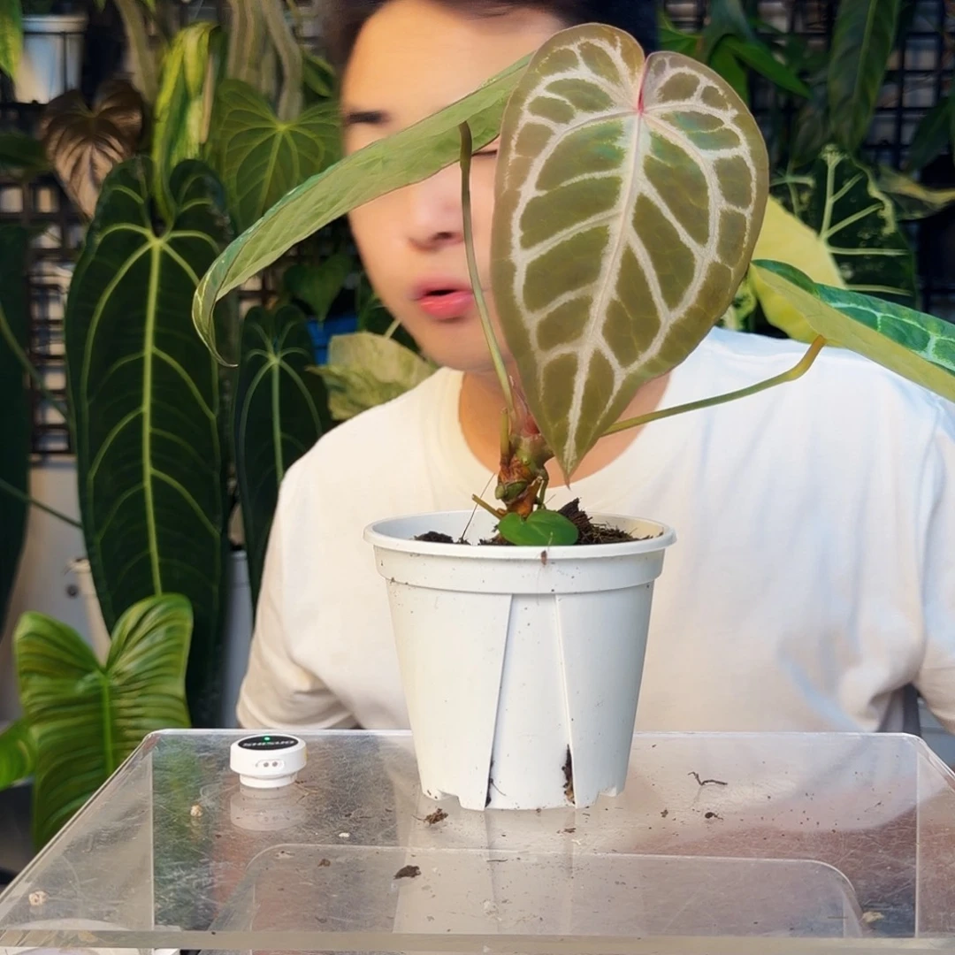 不开花植物米歇尔杂小钻石B131