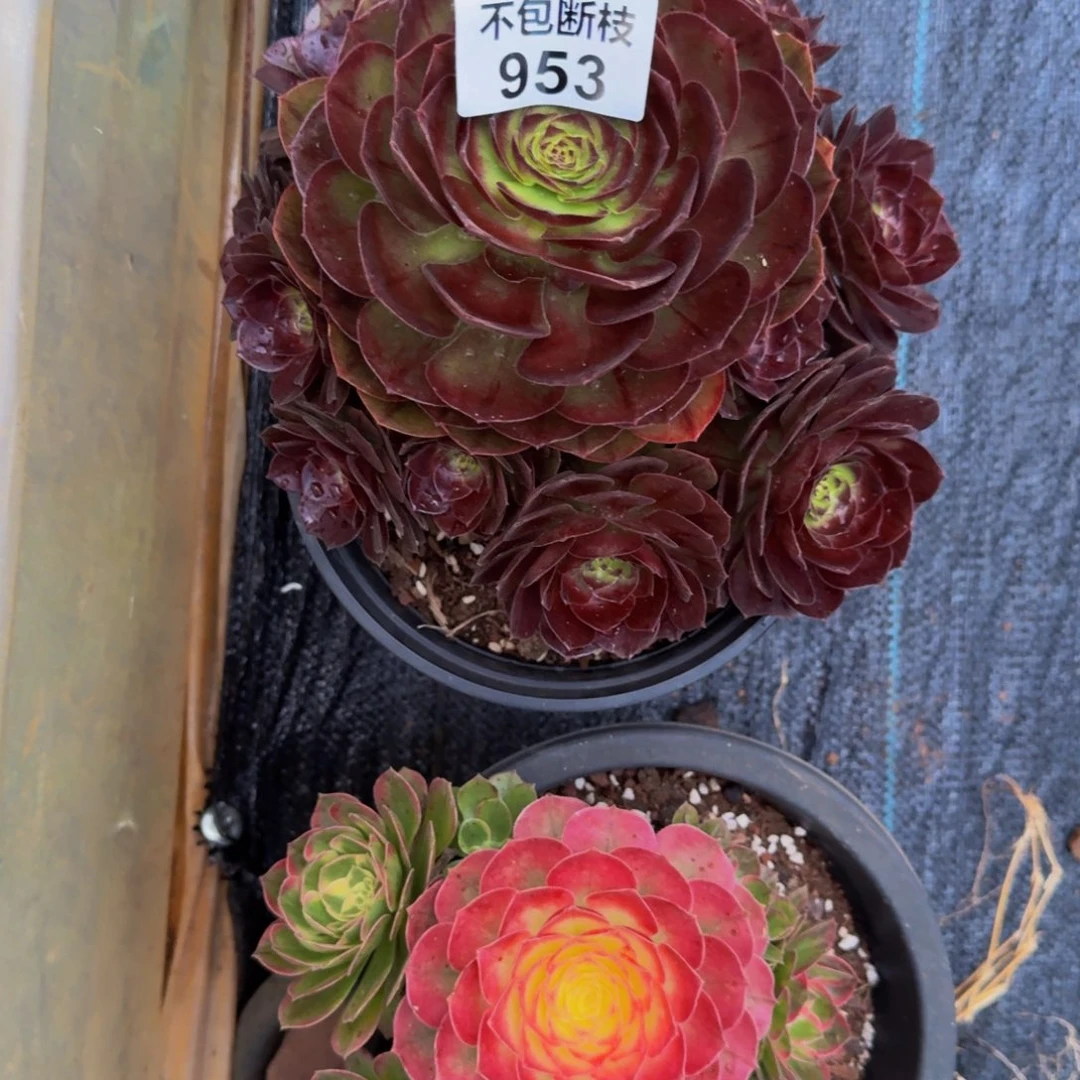 五***五953多肉植物法师号