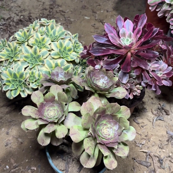 多肉植物法师3颗22