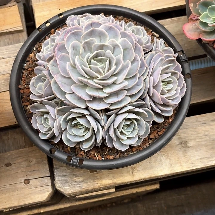 多肉植物，蓝色惊喜