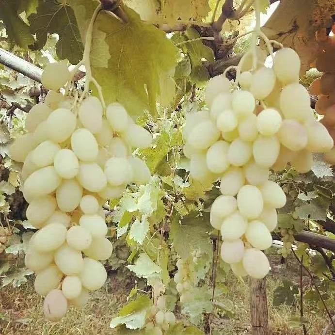 【顺丰空运】新疆白奶提葡萄果香浓郁葡萄头茬现摘脆甜有籽新疆直发
