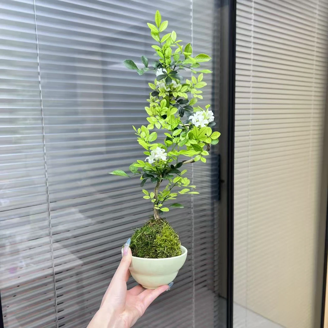 九里香室内好养绿植桌面盆栽