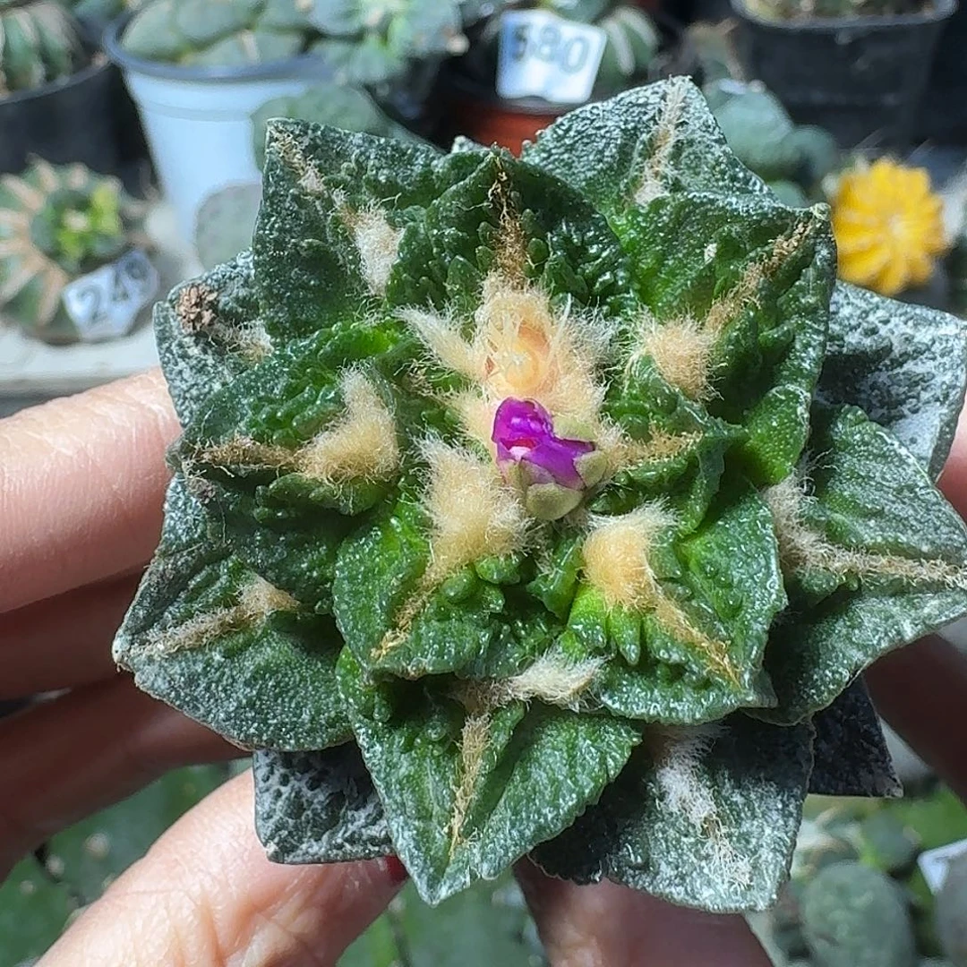 无花朵龙角龟甲064