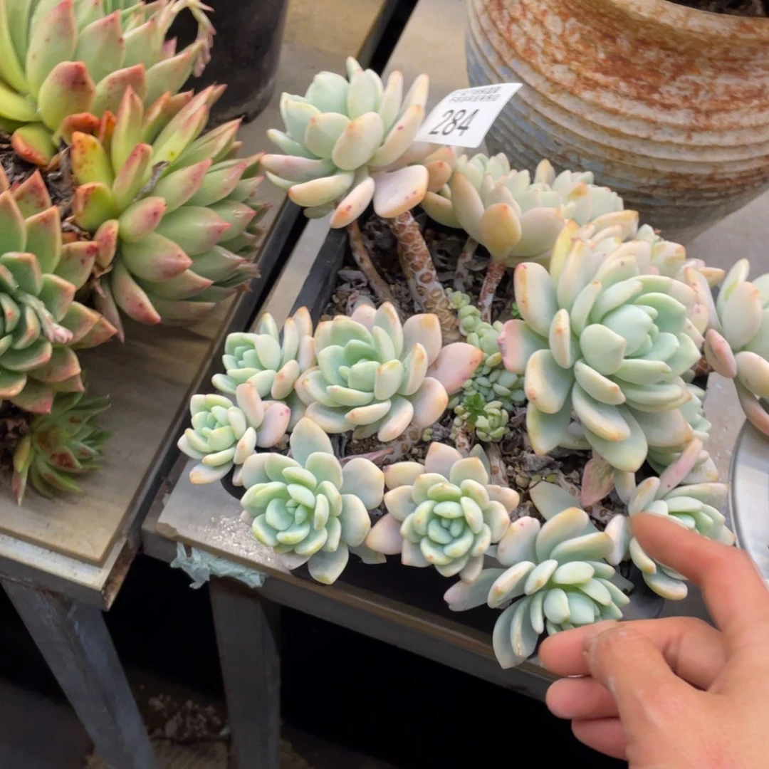 k****j黑大帅多肉284冷香