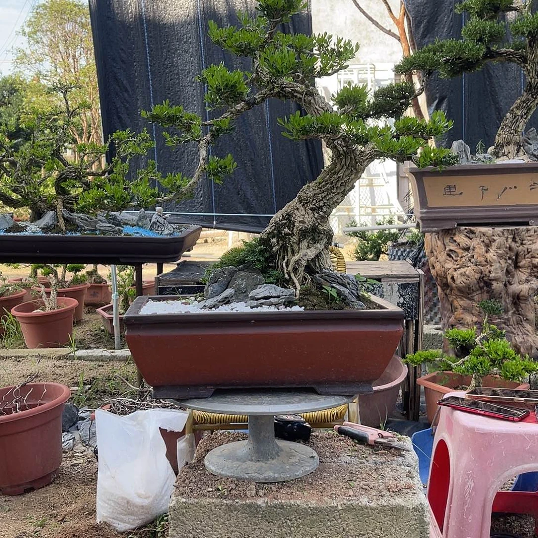 当前无花栽培后可以开花