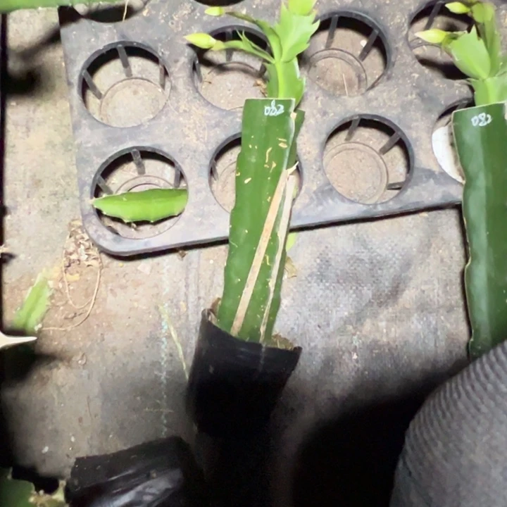 緈***雲086换082嫁接小苗一颗