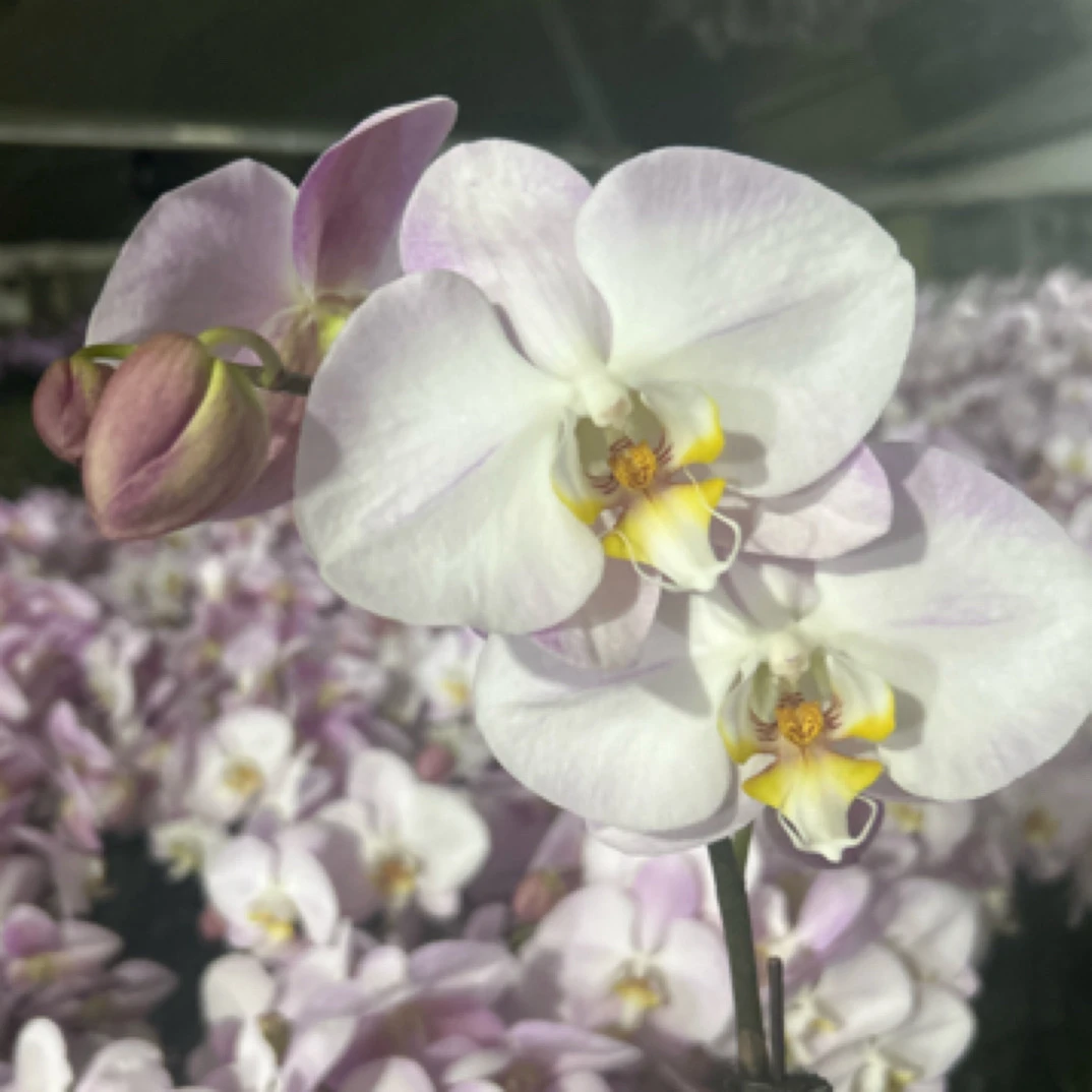 2.8寸杯爆花款（自然美2）