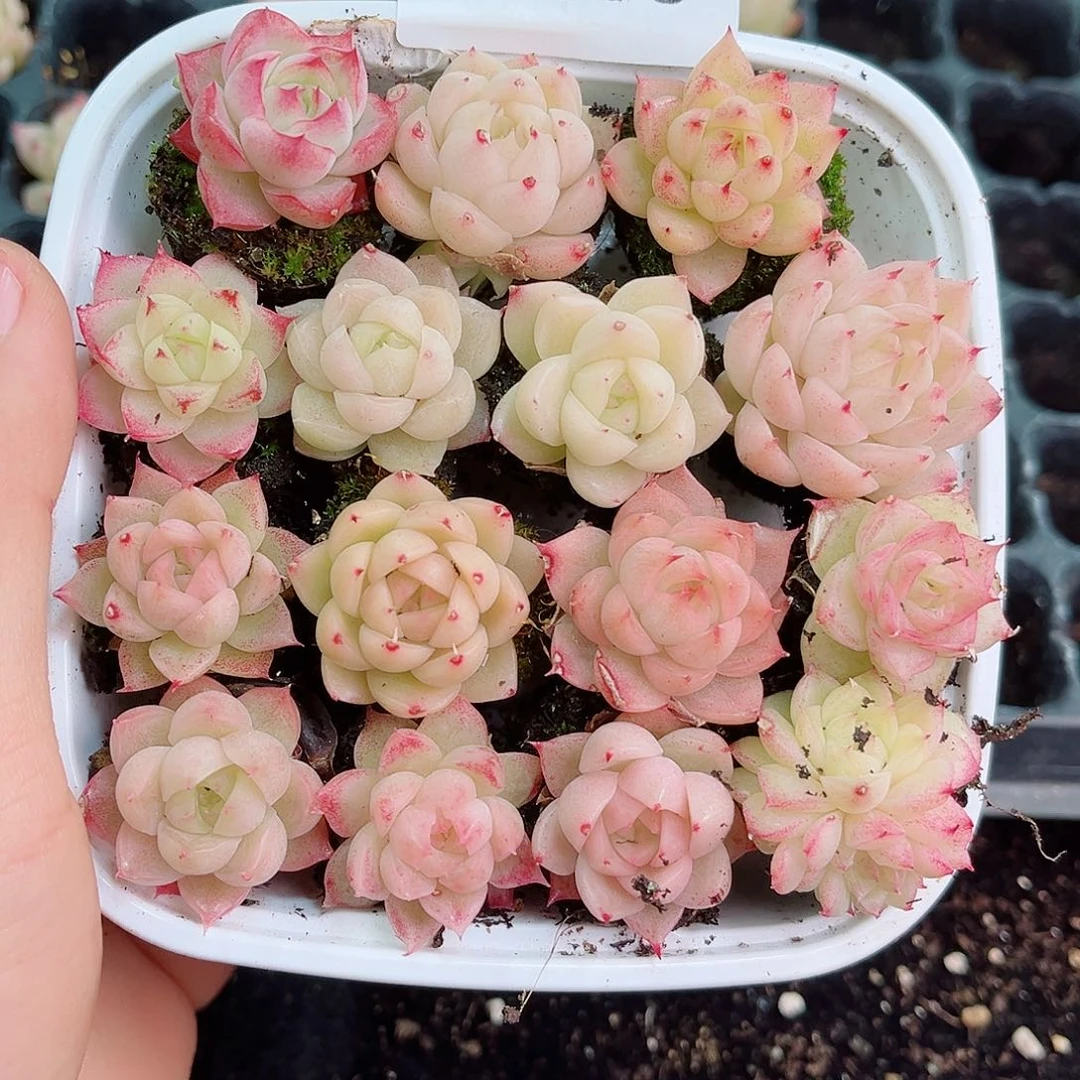 1-655 新疆西藏内蒙不发零度以下拍保温箱不拍不包损