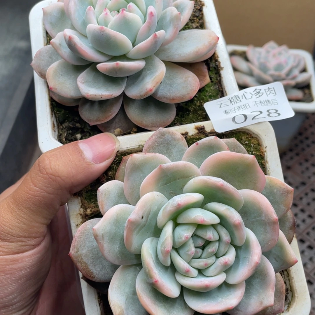云糖心多肉植物28