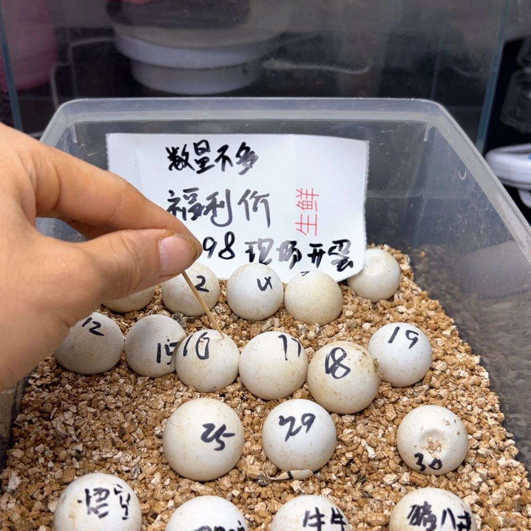 不分公母小鳄龟红红火火的