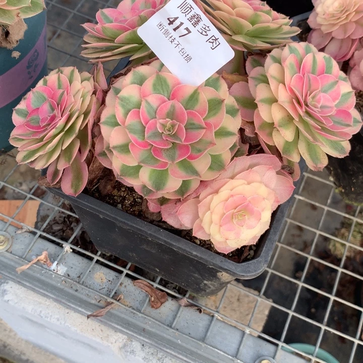 平***姐417倾城多肉植物特价