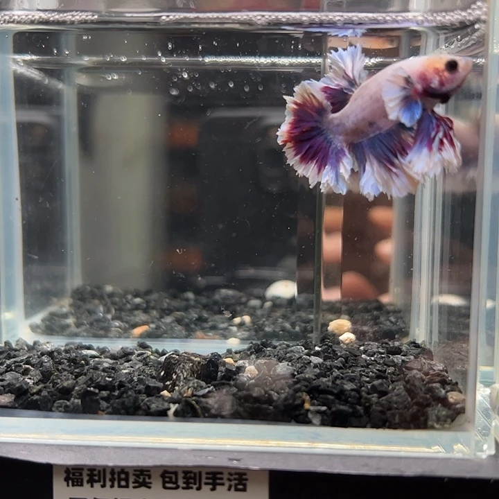 斗鱼竞拍跑单拉黑25日52