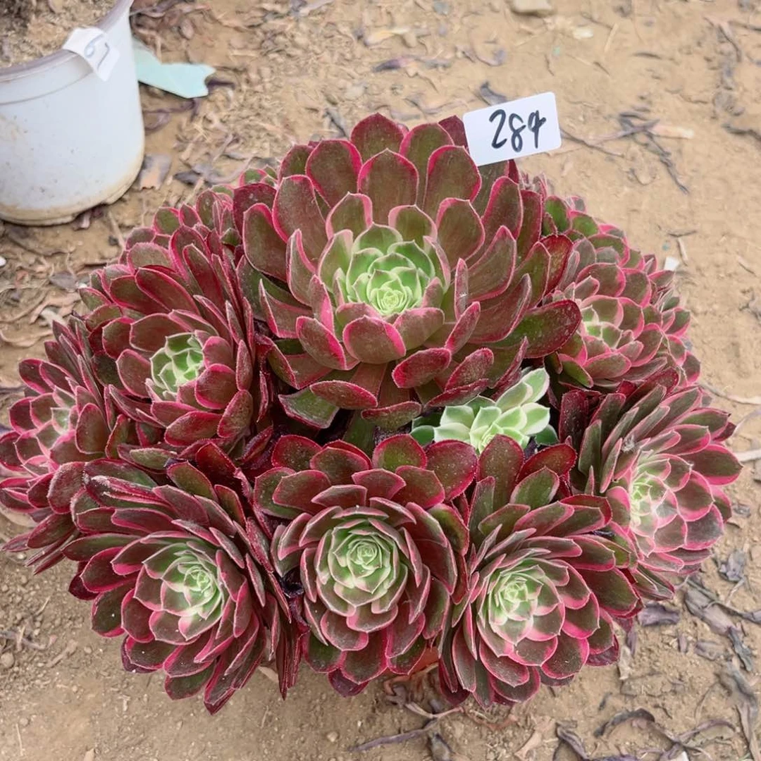 284孔雀翎多肉植物