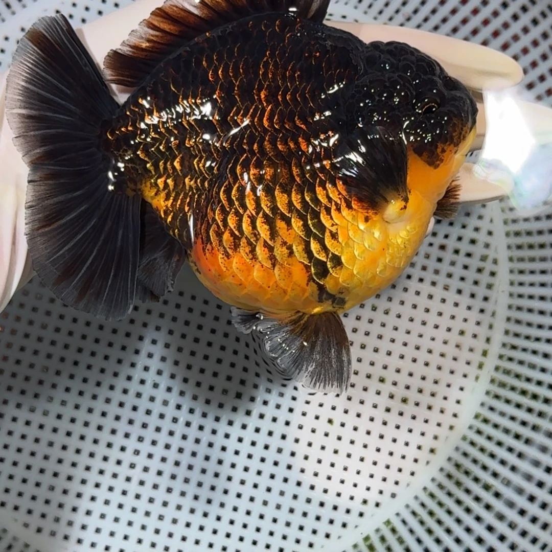 金鱼精品好货短尾狮子