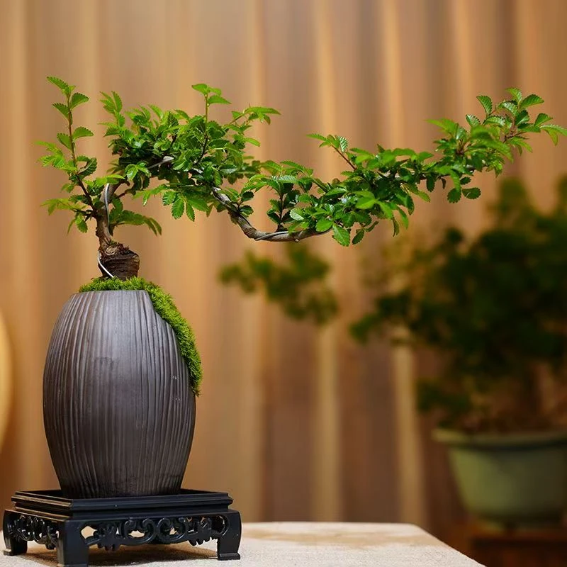 榆树盆景老桩绿植室内观赏小盆栽寓意办公植物小摆件四季常青好养