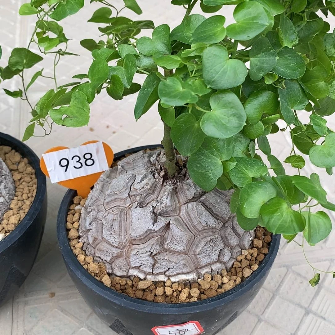 南非龟甲龙龟甲龙