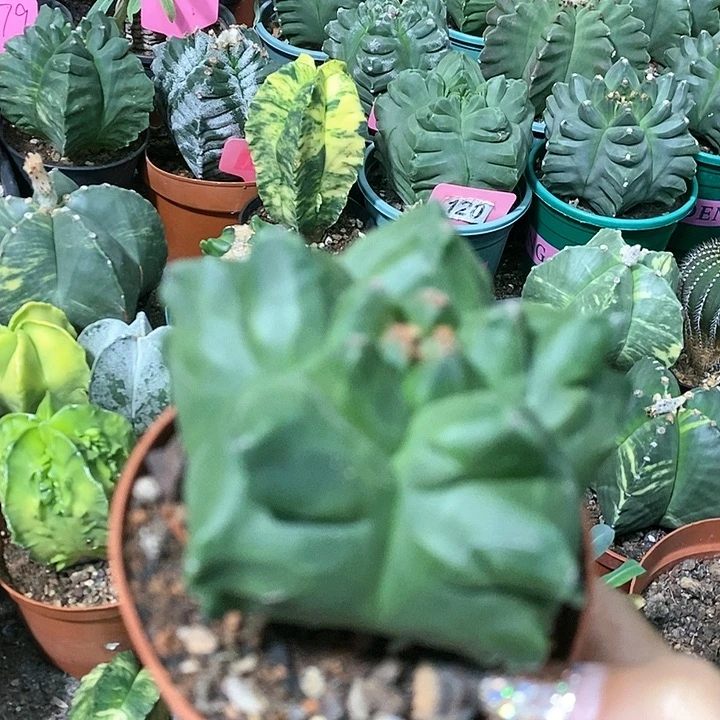 花花草草花花草草