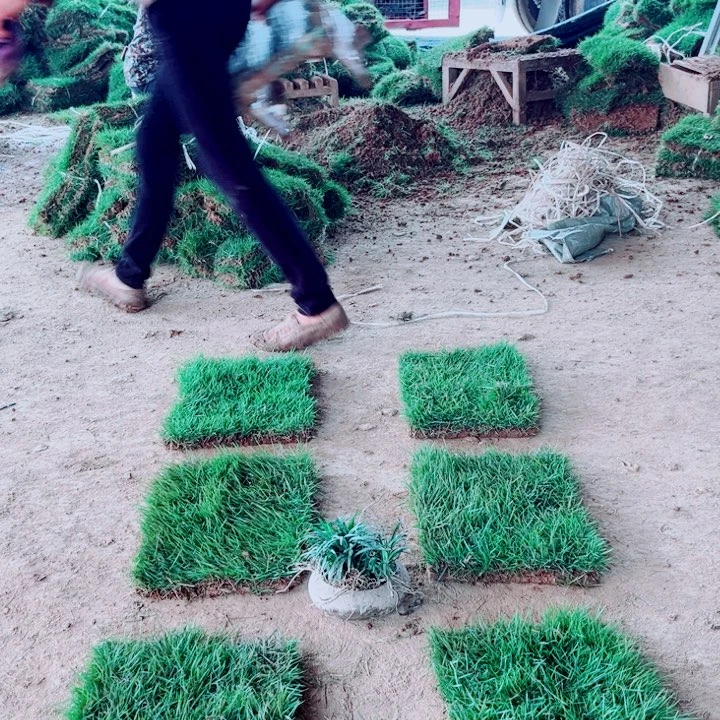 毒***狼无花朵马尼拉草坪包邮价格，。