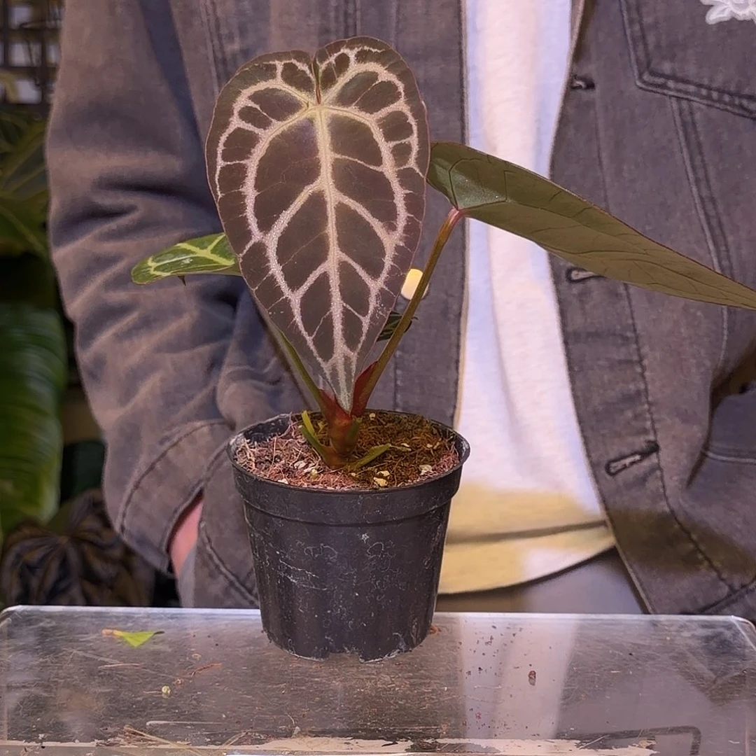 完全开放F693银色幻想杂巧克力