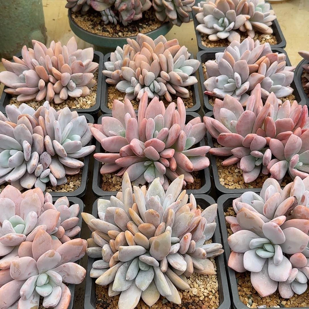 粉兔整无砍老桩群生