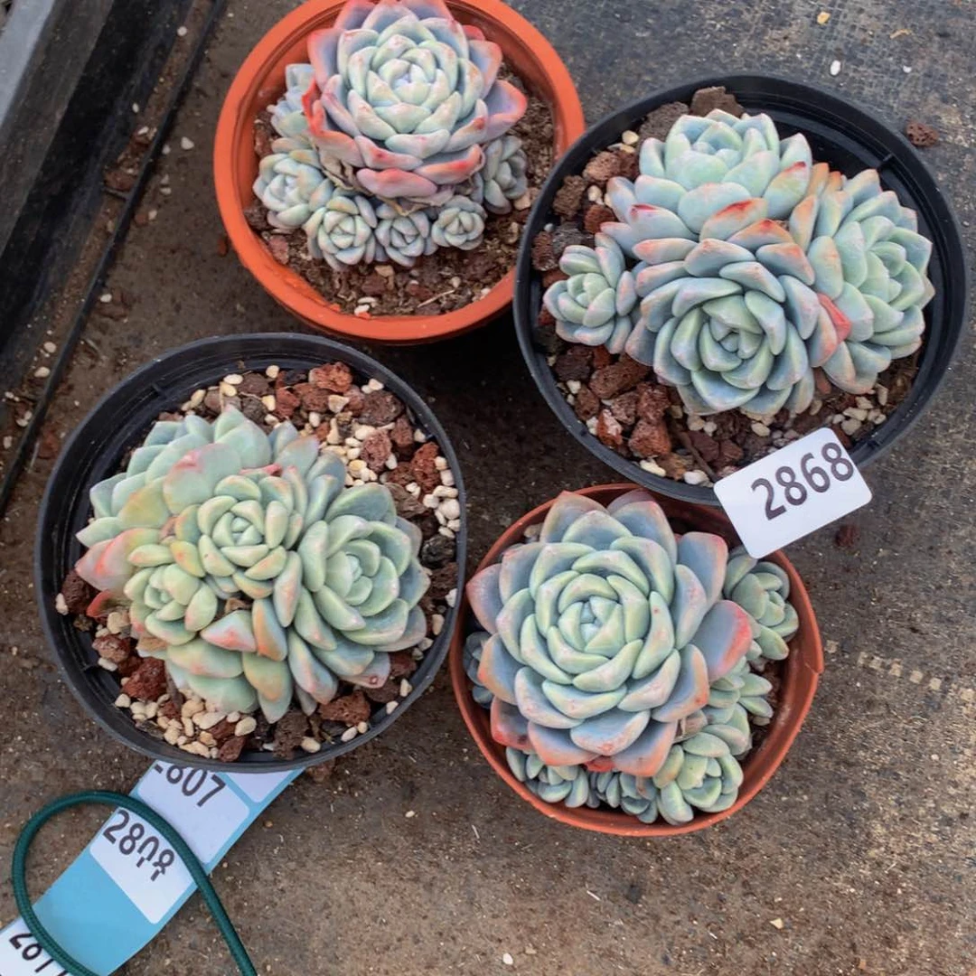 渐**境2868两个冰玉一次都被