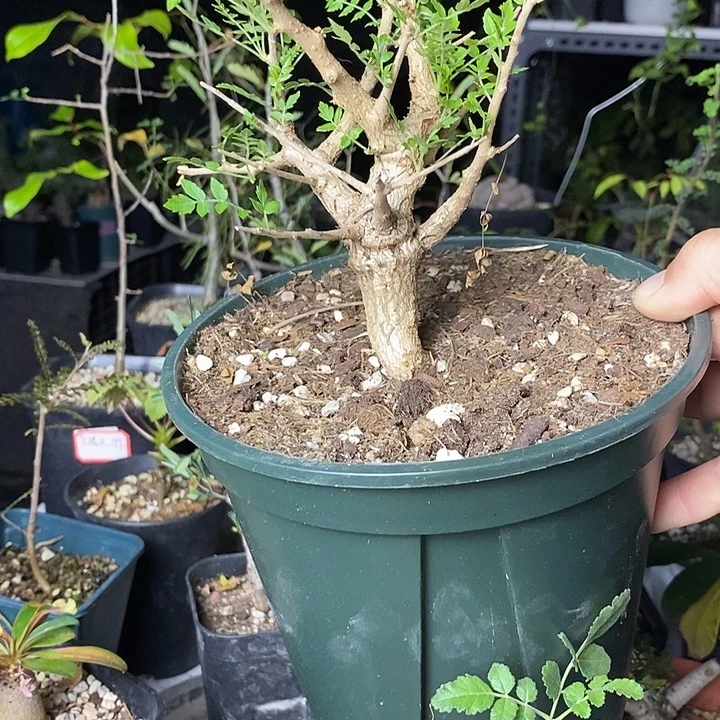 尼勒达脱土保湿发货