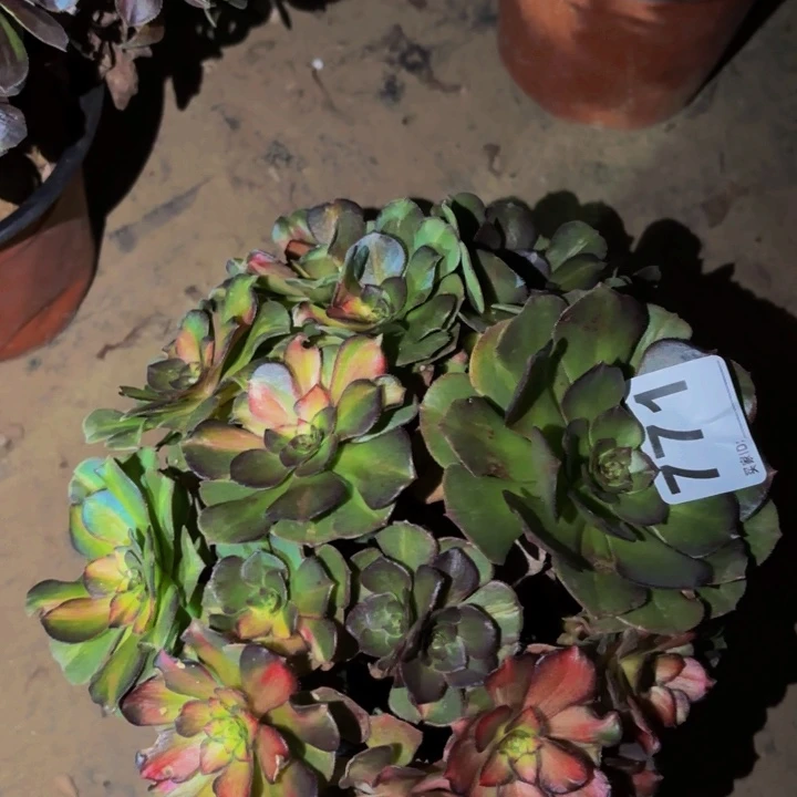 771海王七彩多肉植物不售后