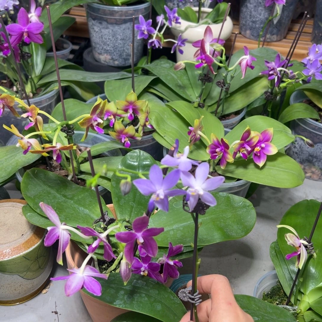 完全开放蝴蝶兰珍妮佛交品2.8寸、紫马丁2.8寸