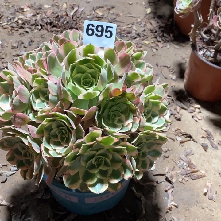 法师植物一物一拍695