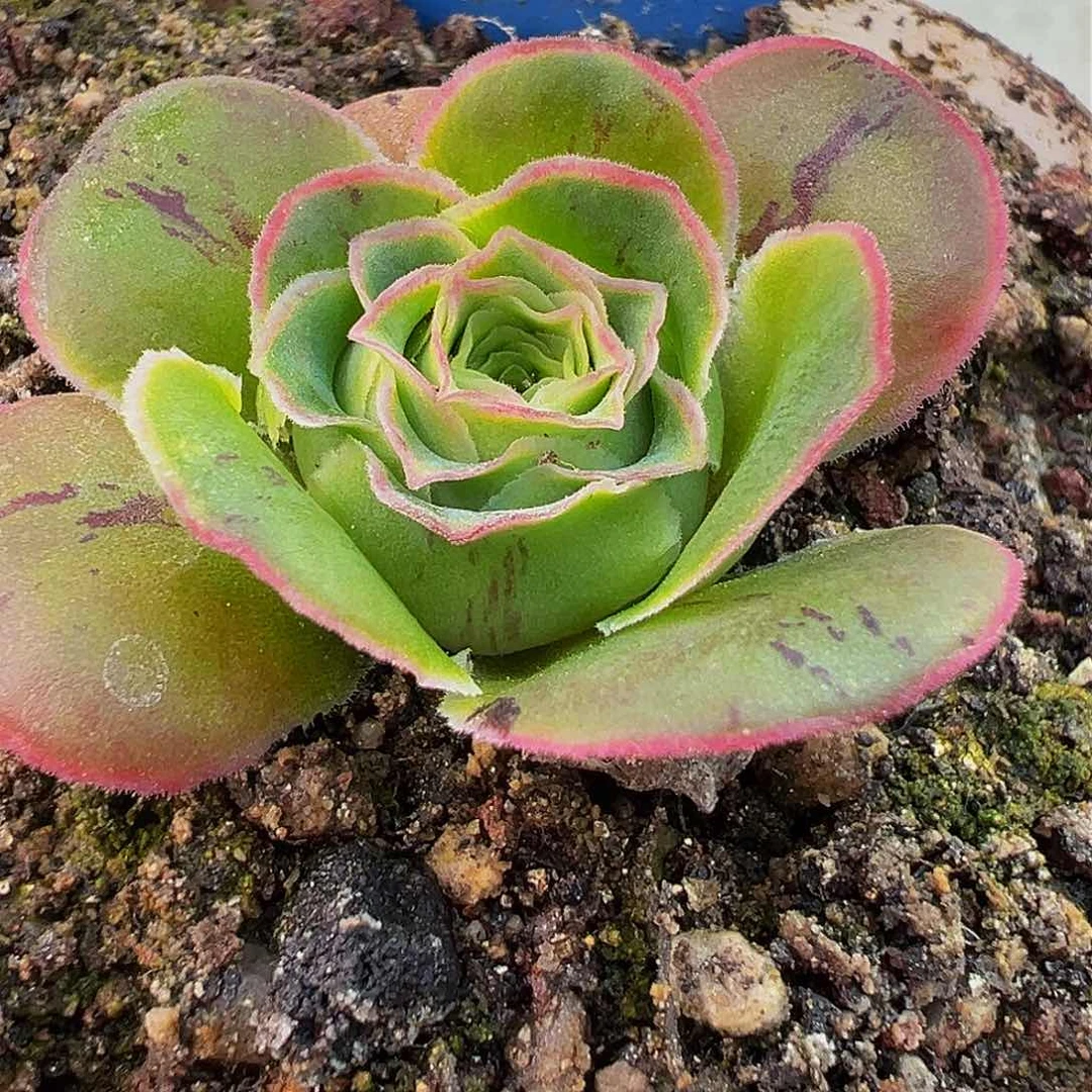 朱007 不染     多肉