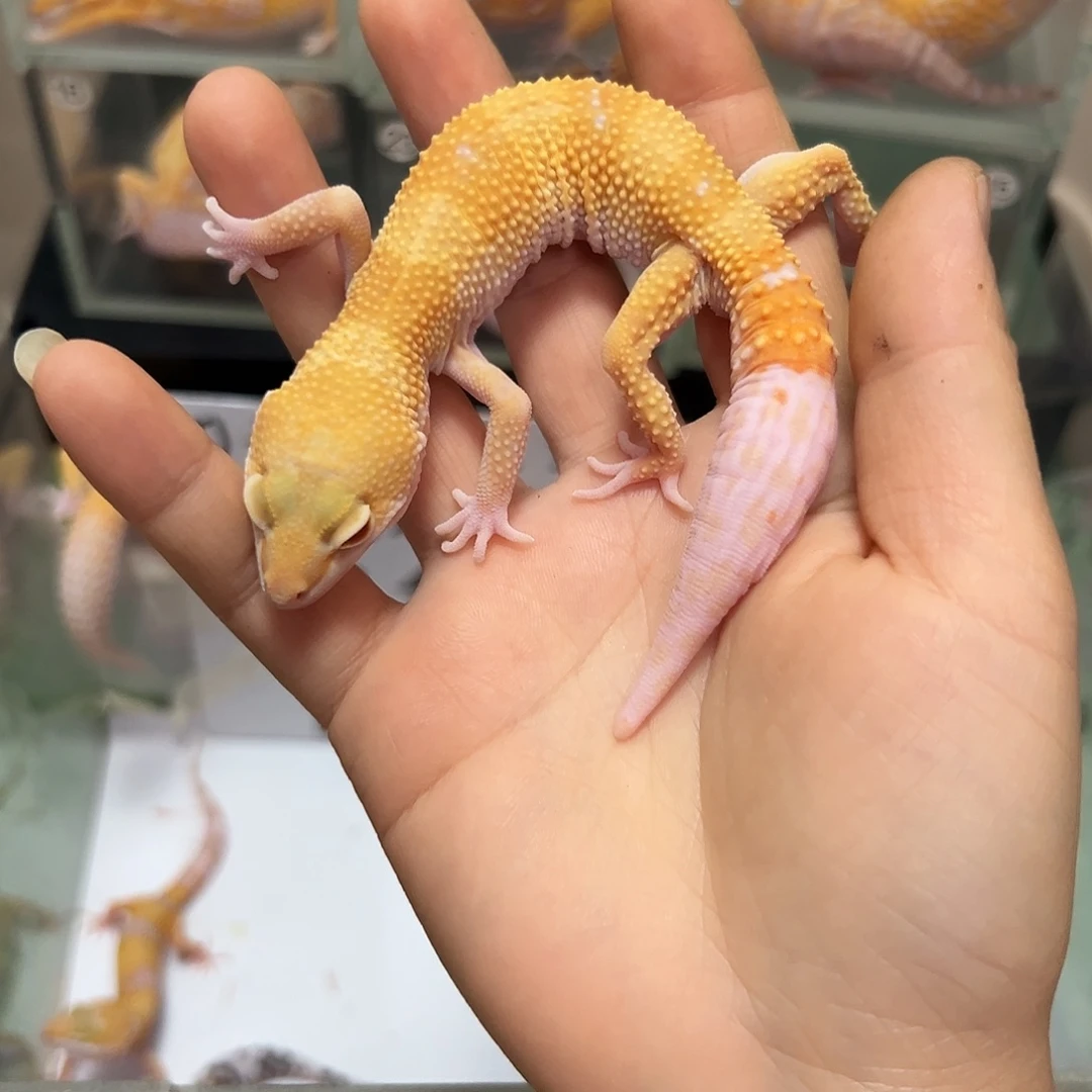 豹纹守宫豹纹守宫