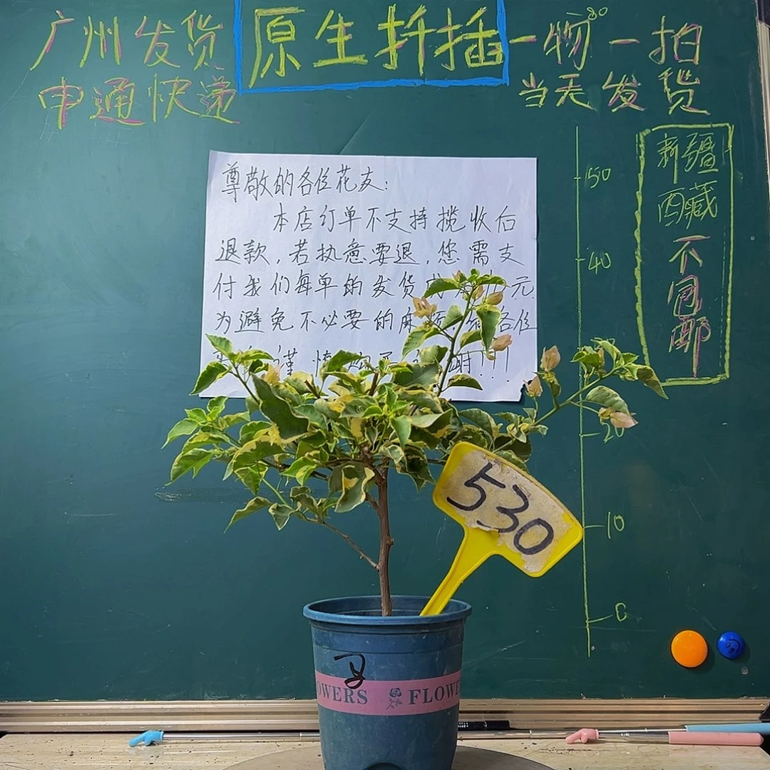 当前无花栽培后可以开花炸 马斯 530